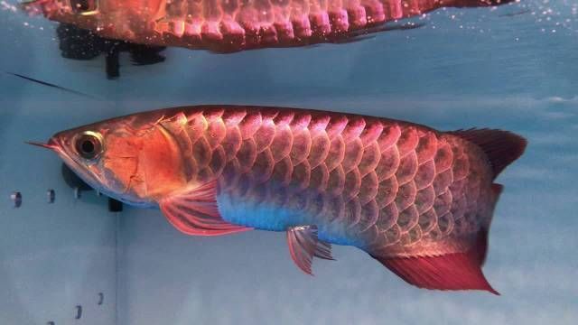 上饒水族批發市場是一個集水族養殖、銷售、觀賞和文化交流于一體的綜合性市場，上饒水族批發市場-祥龍魚場