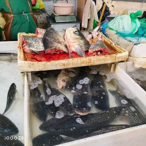 上饒水族批發市場是一個集水族養殖、銷售、觀賞和文化交流于一體的綜合性市場，上饒水族批發市場-祥龍魚場