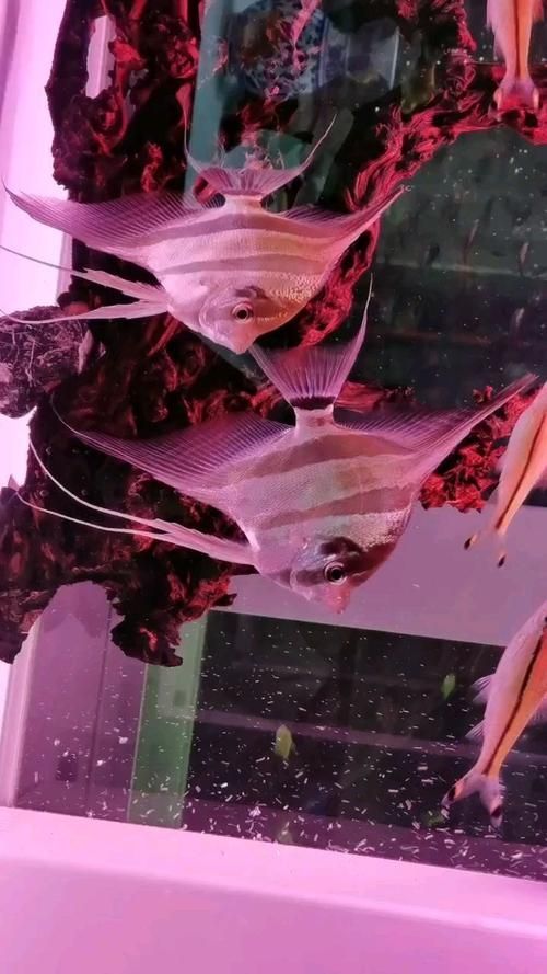 菏澤觀賞魚批發(fā)市場(chǎng)是一個(gè)充滿活力、服務(wù)周到的市場(chǎng)，祥龍魚場(chǎng)在菏澤的市場(chǎng)份額是多少？
