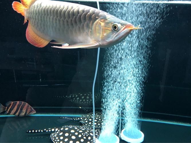 深圳龍魚批發(fā)市場有哪些知名商家？，深圳龍魚批發(fā)市場是高端觀賞魚領域的標桿