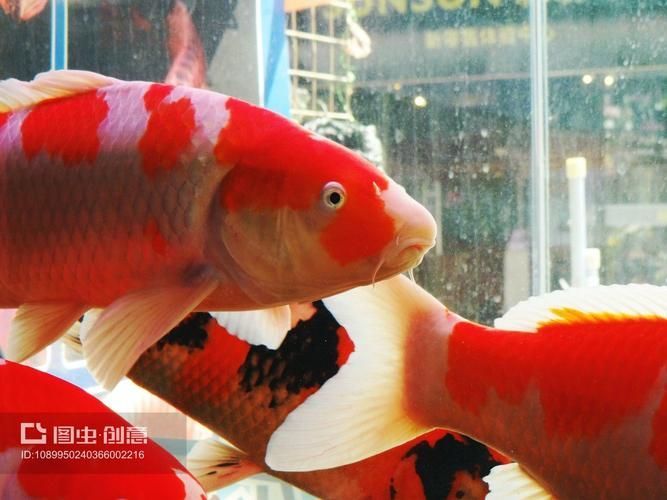 深圳龍魚批發(fā)市場有哪些知名商家？，深圳龍魚批發(fā)市場是高端觀賞魚領域的標桿