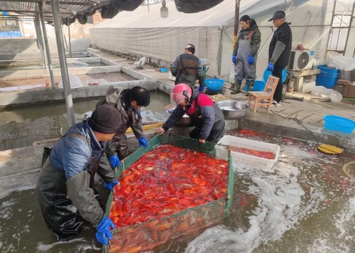 河南南陽觀賞魚批發(fā)市場是一個專門銷售各種觀賞魚的綜合性市場，南陽觀賞魚批發(fā)市場是一個專門銷售各種觀賞魚的綜合性市場