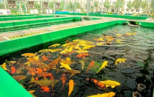 河南南陽觀賞魚批發(fā)市場是一個專門銷售各種觀賞魚的綜合性市場，南陽觀賞魚批發(fā)市場是一個專門銷售各種觀賞魚的綜合性市場