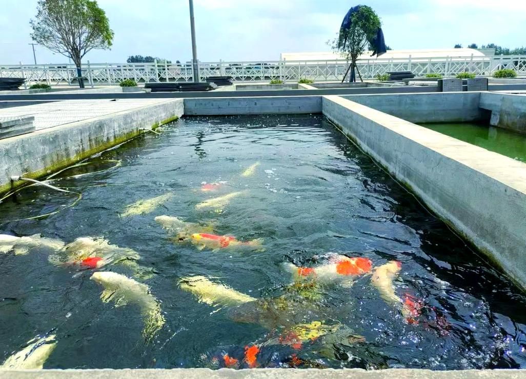 河南南陽觀賞魚批發(fā)市場是一個專門銷售各種觀賞魚的綜合性市場，南陽觀賞魚批發(fā)市場是一個專門銷售各種觀賞魚的綜合性市場
