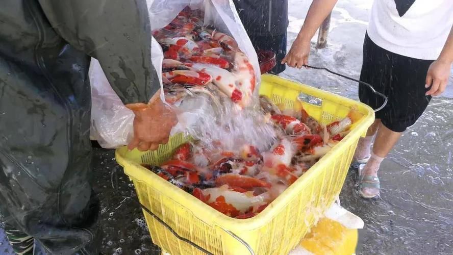 河南南陽觀賞魚批發(fā)市場是一個專門銷售各種觀賞魚的綜合性市場，南陽觀賞魚批發(fā)市場是一個專門銷售各種觀賞魚的綜合性市場