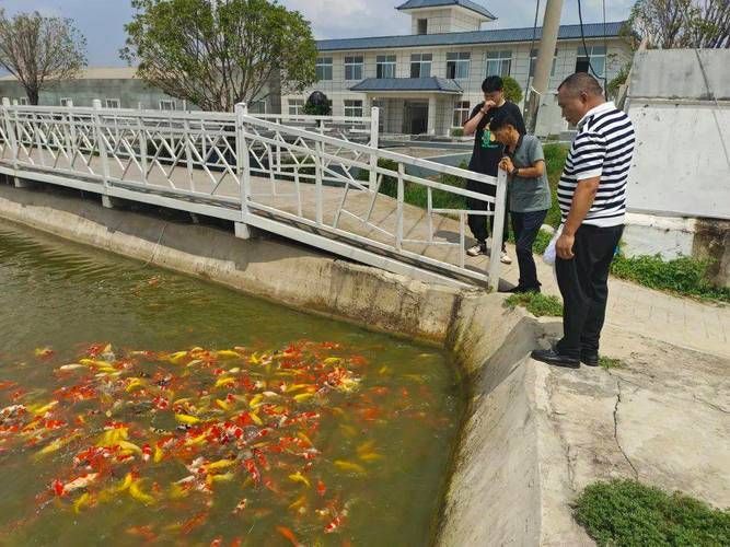 河南南陽觀賞魚批發(fā)市場是一個專門銷售各種觀賞魚的綜合性市場，南陽觀賞魚批發(fā)市場是一個專門銷售各種觀賞魚的綜合性市場