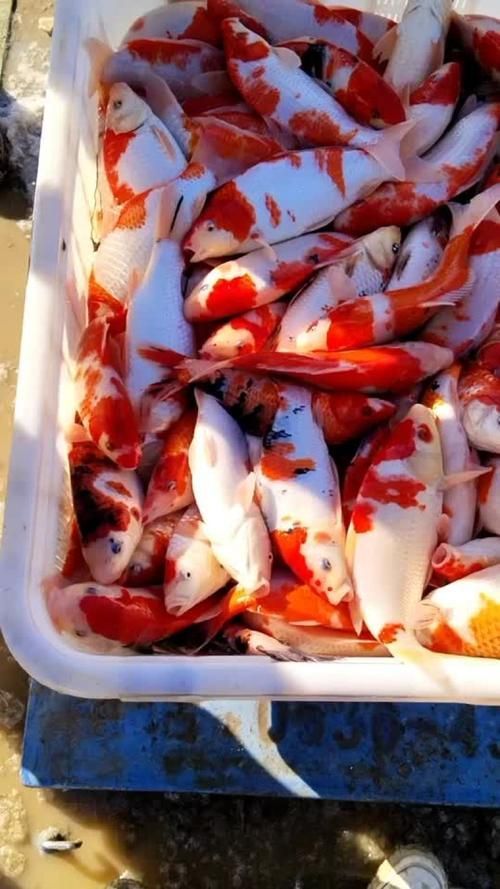 河南南陽觀賞魚批發(fā)市場是一個專門銷售各種觀賞魚的綜合性市場，南陽觀賞魚批發(fā)市場是一個專門銷售各種觀賞魚的綜合性市場