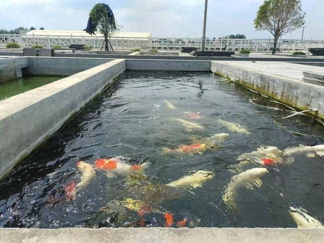 河南南陽觀賞魚批發(fā)市場是一個專門銷售各種觀賞魚的綜合性市場，南陽觀賞魚批發(fā)市場是一個專門銷售各種觀賞魚的綜合性市場