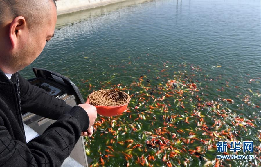 河南南陽觀賞魚批發(fā)市場是一個專門銷售各種觀賞魚的綜合性市場，南陽觀賞魚批發(fā)市場是一個專門銷售各種觀賞魚的綜合性市場