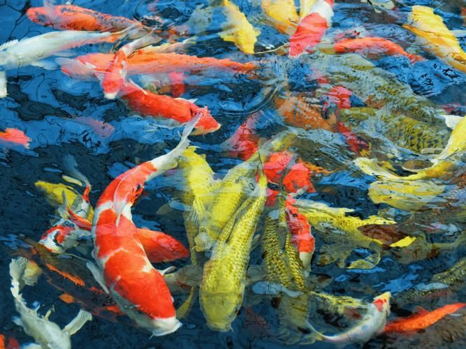 河南南陽觀賞魚批發(fā)市場是一個專門銷售各種觀賞魚的綜合性市場，南陽觀賞魚批發(fā)市場是一個專門銷售各種觀賞魚的綜合性市場