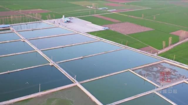 河南南陽觀賞魚批發(fā)市場是一個專門銷售各種觀賞魚的綜合性市場，南陽觀賞魚批發(fā)市場是一個專門銷售各種觀賞魚的綜合性市場