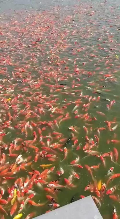 河南南陽觀賞魚批發(fā)市場是一個專門銷售各種觀賞魚的綜合性市場，南陽觀賞魚批發(fā)市場是一個專門銷售各種觀賞魚的綜合性市場