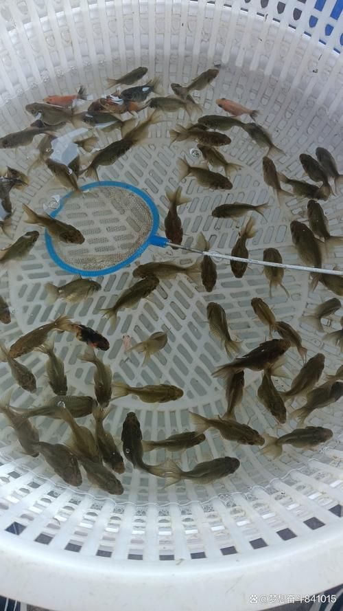 河南南陽觀賞魚批發(fā)市場是一個專門銷售各種觀賞魚的綜合性市場，南陽觀賞魚批發(fā)市場是一個專門銷售各種觀賞魚的綜合性市場
