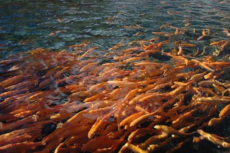 河南南陽觀賞魚批發(fā)市場是一個專門銷售各種觀賞魚的綜合性市場，南陽觀賞魚批發(fā)市場是一個專門銷售各種觀賞魚的綜合性市場