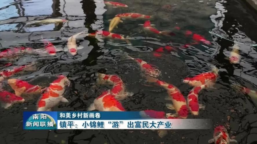 河南南陽觀賞魚批發(fā)市場是一個專門銷售各種觀賞魚的綜合性市場，南陽觀賞魚批發(fā)市場是一個專門銷售各種觀賞魚的綜合性市場