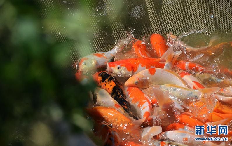 河南南陽觀賞魚批發(fā)市場是一個專門銷售各種觀賞魚的綜合性市場，南陽觀賞魚批發(fā)市場是一個專門銷售各種觀賞魚的綜合性市場