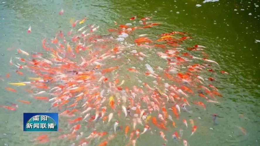 河南南陽觀賞魚批發(fā)市場是一個專門銷售各種觀賞魚的綜合性市場，南陽觀賞魚批發(fā)市場是一個專門銷售各種觀賞魚的綜合性市場