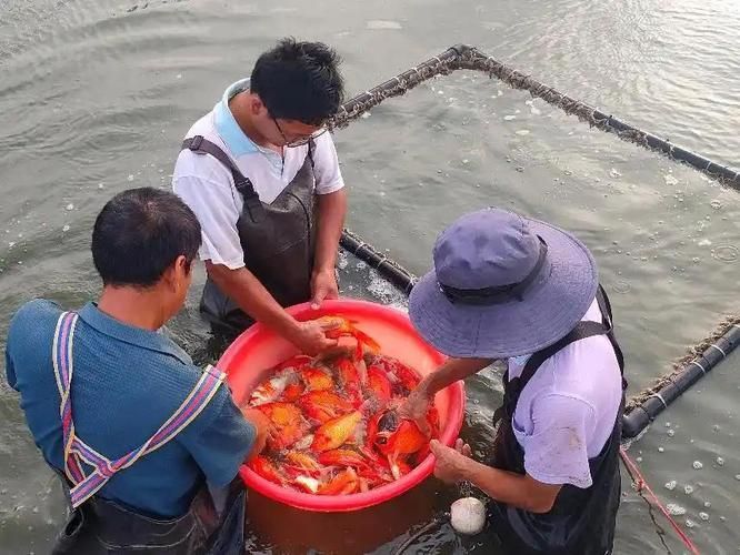 河南南陽觀賞魚批發(fā)市場是一個專門銷售各種觀賞魚的綜合性市場，南陽觀賞魚批發(fā)市場是一個專門銷售各種觀賞魚的綜合性市場