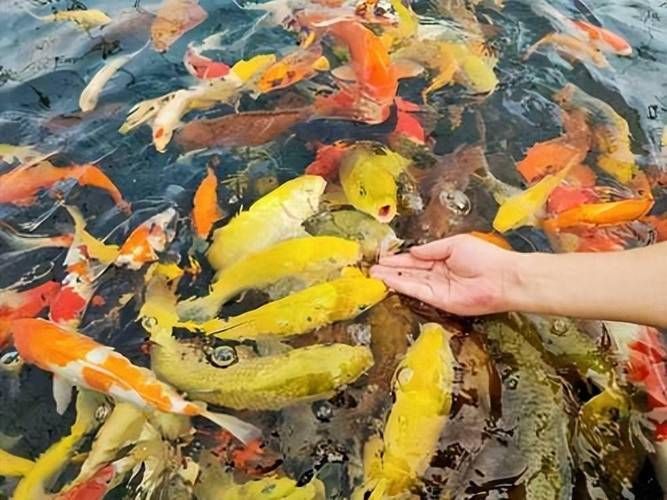 河南南陽觀賞魚批發(fā)市場是一個專門銷售各種觀賞魚的綜合性市場，南陽觀賞魚批發(fā)市場是一個專門銷售各種觀賞魚的綜合性市場