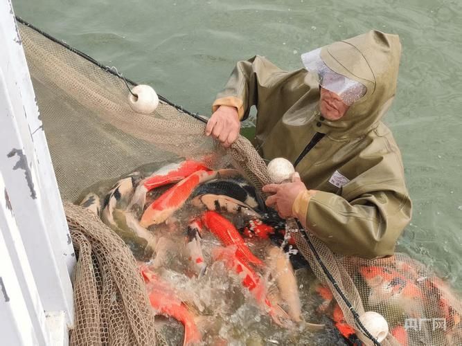 河南南陽觀賞魚批發(fā)市場是一個專門銷售各種觀賞魚的綜合性市場，南陽觀賞魚批發(fā)市場是一個專門銷售各種觀賞魚的綜合性市場