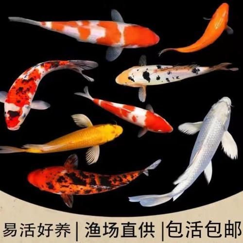 安陽觀賞魚批發(fā)市場表現(xiàn)和營銷策略可圈可圈可點，安陽觀賞魚批發(fā)市場怎么樣