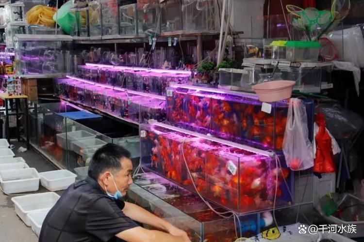 安陽觀賞魚批發(fā)市場表現(xiàn)和營銷策略可圈可圈可點，安陽觀賞魚批發(fā)市場怎么樣