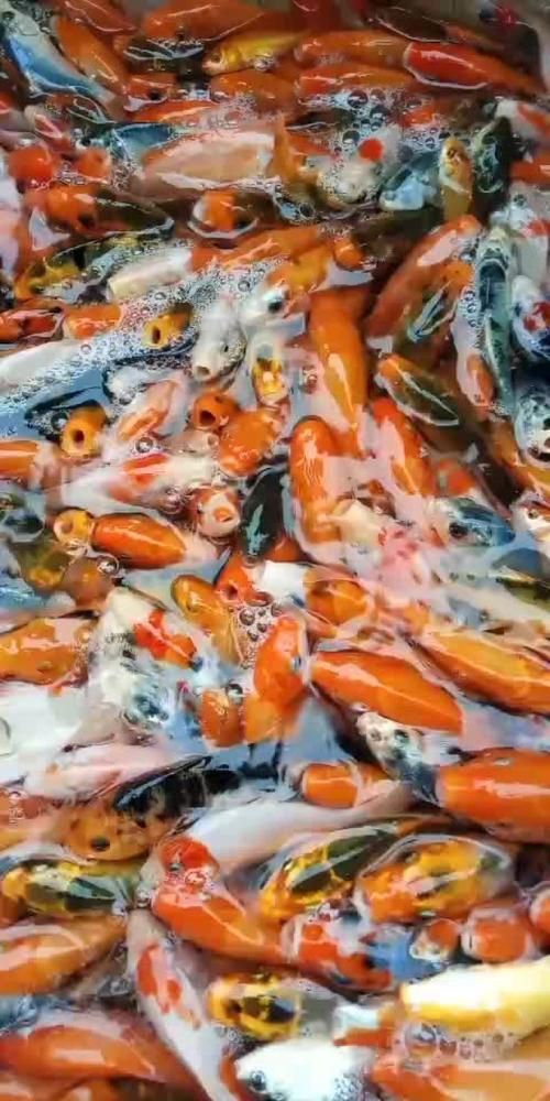 安陽觀賞魚批發(fā)市場表現(xiàn)和營銷策略可圈可圈可點，安陽觀賞魚批發(fā)市場怎么樣