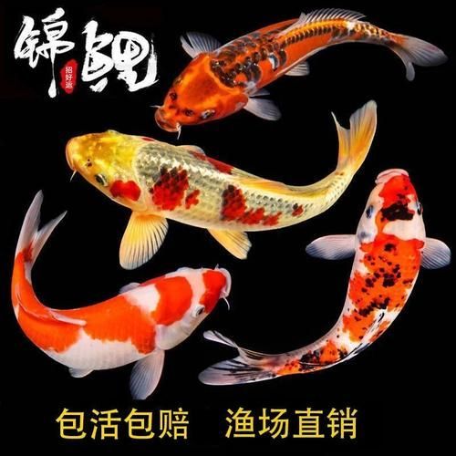 安陽觀賞魚批發(fā)市場表現(xiàn)和營銷策略可圈可圈可點，安陽觀賞魚批發(fā)市場怎么樣