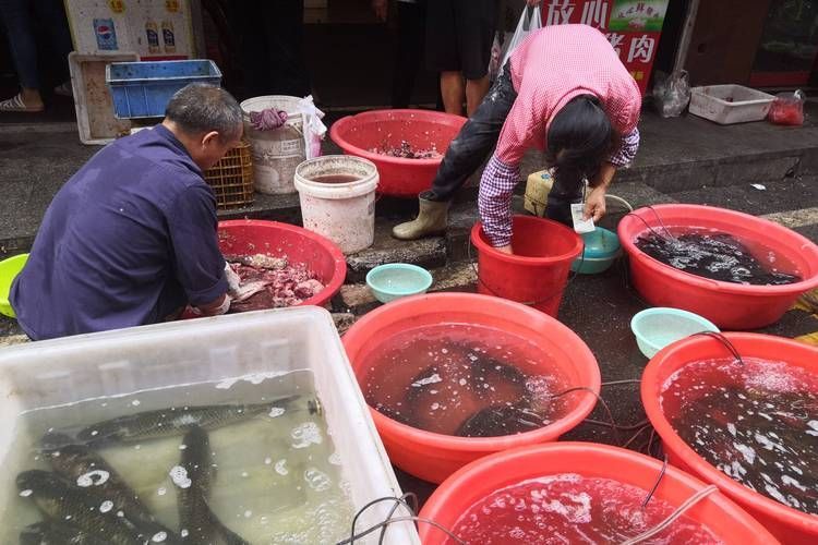 湖南岳陽觀賞魚批發(fā)市場，岳陽觀賞魚批發(fā)市場和祥龍魚場有哪些明星品種