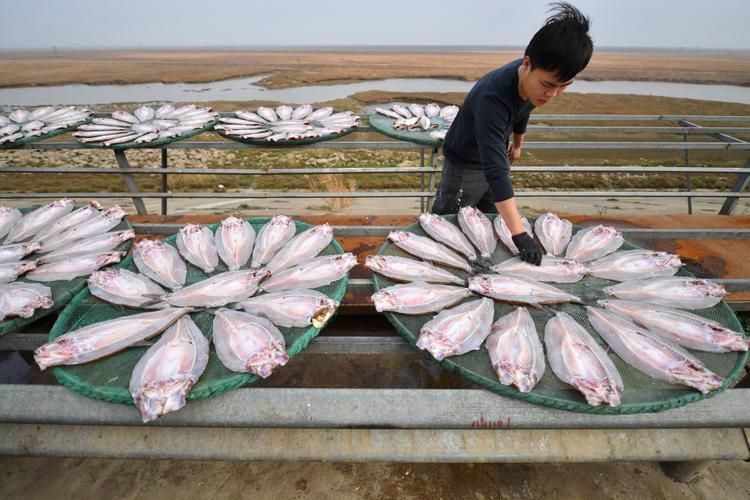 湖南岳陽觀賞魚批發(fā)市場，岳陽觀賞魚批發(fā)市場和祥龍魚場有哪些明星品種