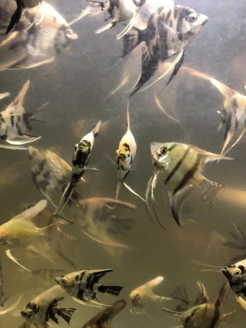 湖南岳陽觀賞魚批發(fā)市場，岳陽觀賞魚批發(fā)市場和祥龍魚場有哪些明星品種