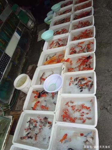福州觀賞魚批發市場有哪些主要商家？，福州觀賞魚批發市場怎么樣？