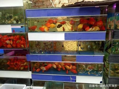 福州觀賞魚批發市場有哪些主要商家？，福州觀賞魚批發市場怎么樣？