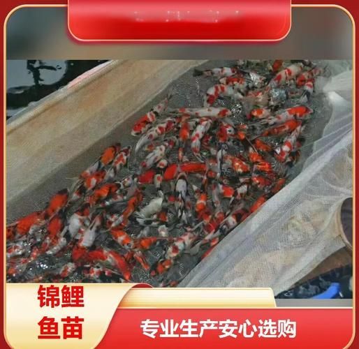 福州觀賞魚批發市場有哪些主要商家？，福州觀賞魚批發市場怎么樣？