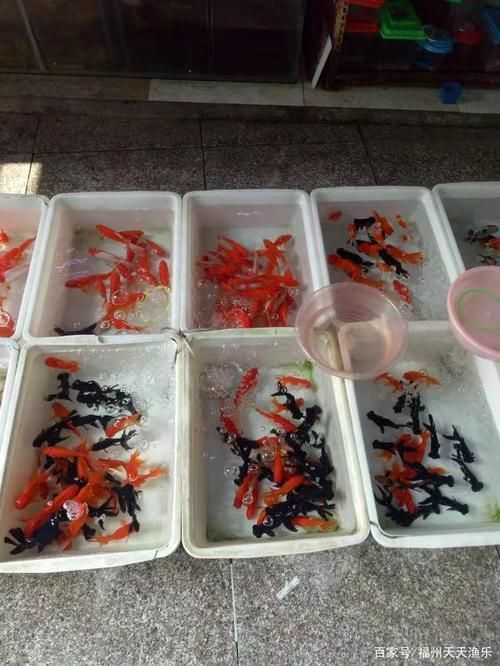 福州觀賞魚批發市場有哪些主要商家？，福州觀賞魚批發市場怎么樣？