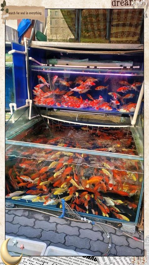 廊坊觀賞魚批發市場的營銷策略，廊坊觀賞魚批發市場是一個專門銷售蓬勃發展的背景下