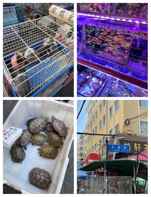 哈爾濱觀賞魚批發市場有哪些主要商家？，哈爾濱觀賞魚批發市場和祥龍魚場品牌營銷策略