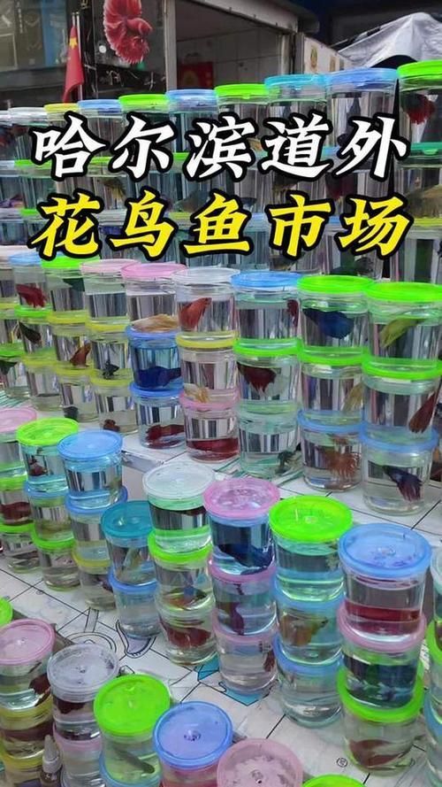 哈爾濱觀賞魚批發市場有哪些主要商家？，哈爾濱觀賞魚批發市場和祥龍魚場品牌營銷策略