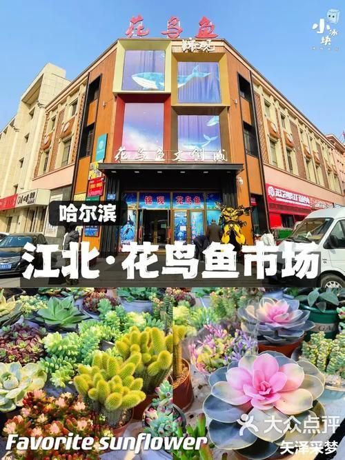 哈爾濱觀賞魚批發市場有哪些主要商家？，哈爾濱觀賞魚批發市場和祥龍魚場品牌營銷策略