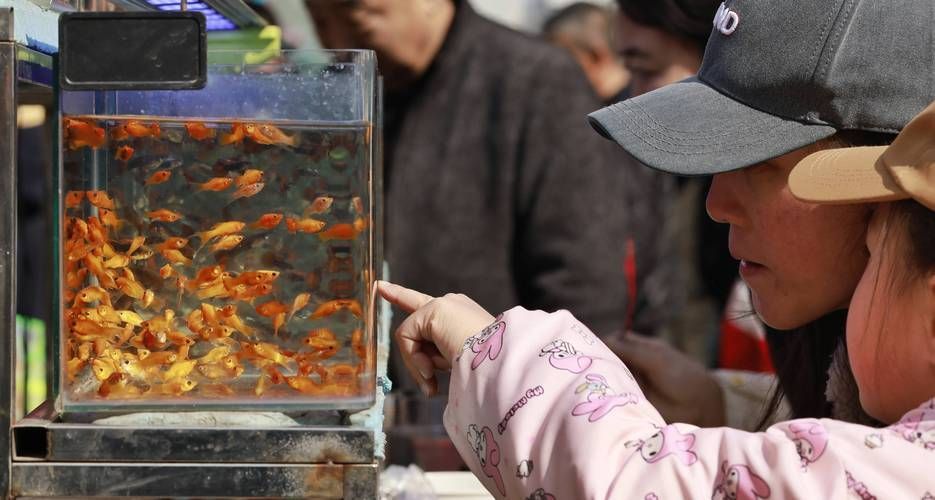 哈爾濱觀賞魚批發市場有哪些主要商家？，哈爾濱觀賞魚批發市場和祥龍魚場品牌營銷策略