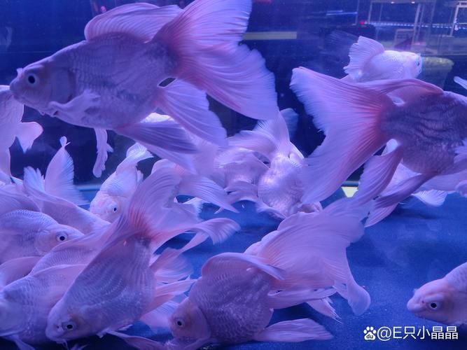 哈爾濱觀賞魚批發市場有哪些主要商家？，哈爾濱觀賞魚批發市場和祥龍魚場品牌營銷策略
