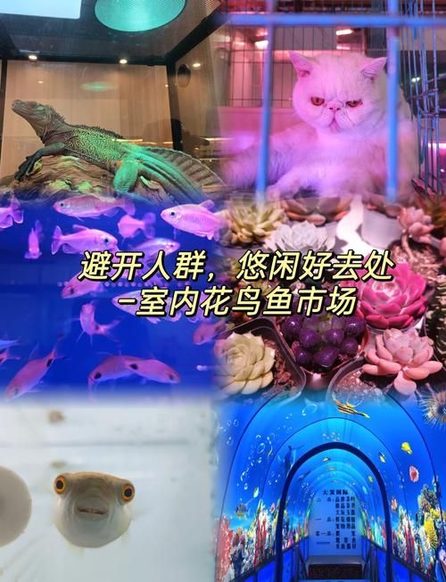 哈爾濱觀賞魚批發市場有哪些主要商家？，哈爾濱觀賞魚批發市場和祥龍魚場品牌營銷策略