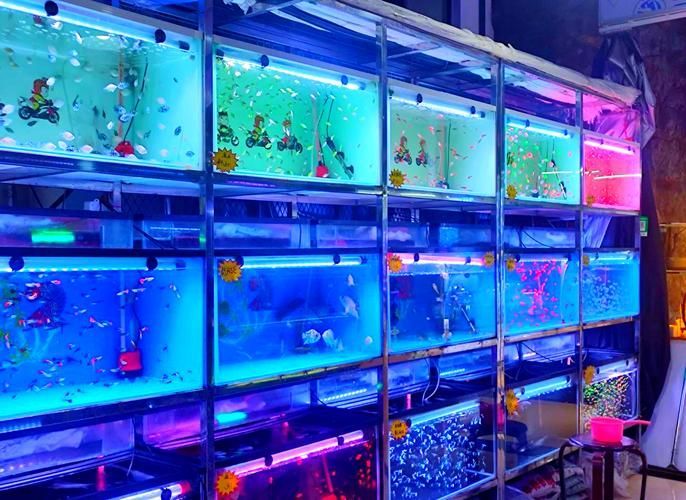 哈爾濱觀賞魚批發市場有哪些主要商家？，哈爾濱觀賞魚批發市場和祥龍魚場品牌營銷策略