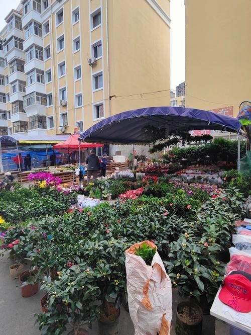 哈爾濱觀賞魚批發市場有哪些主要商家？，哈爾濱觀賞魚批發市場和祥龍魚場品牌營銷策略
