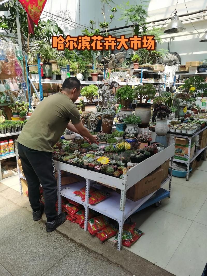 哈爾濱觀賞魚批發市場有哪些主要商家？，哈爾濱觀賞魚批發市場和祥龍魚場品牌營銷策略