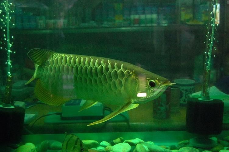 嘉興龍魚批發市場怎么樣？，嘉興龍魚批發市場和祥龍魚場的營銷策略