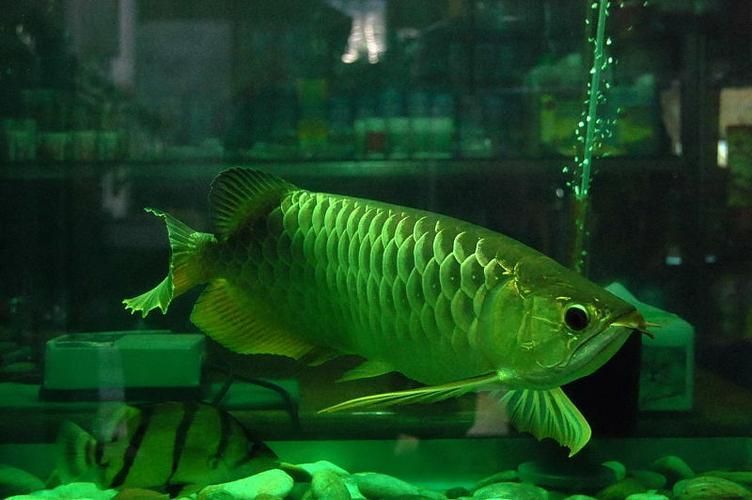 嘉興龍魚批發市場怎么樣？，嘉興龍魚批發市場和祥龍魚場的營銷策略