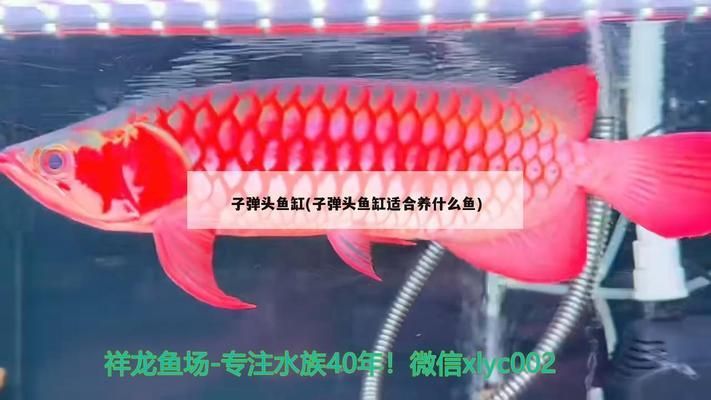 龍魚與什么魚混養適合與龍魚混養，龍魚混養需要注意什么，最適合與龍魚混養的幾種魚種