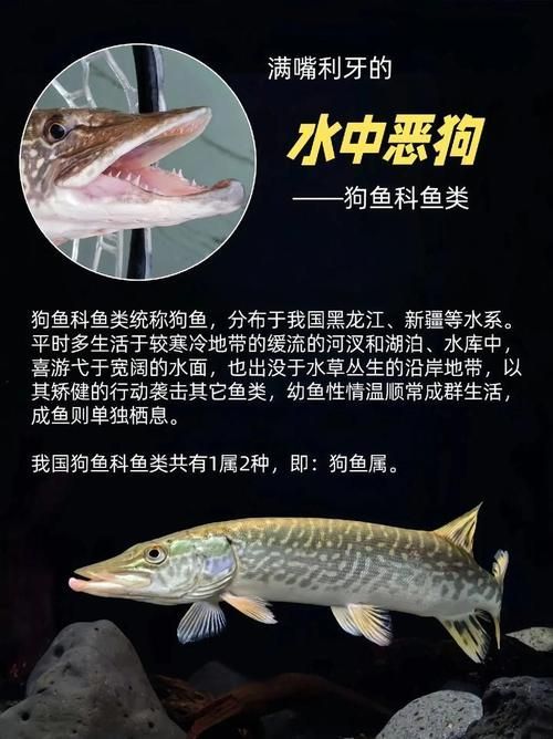 六安水族批發(fā)市場和祥龍魚場的品牌營銷策略有哪些，六安水族批發(fā)市場與祥龍魚場的品牌營銷