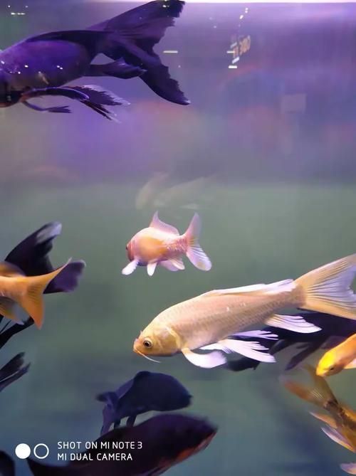 長春觀賞魚批發市場是一個集觀賞魚養殖、銷售、服務于一體的綜合性市場，長春觀賞魚批發市場和祥龍魚場品牌很感興趣呀